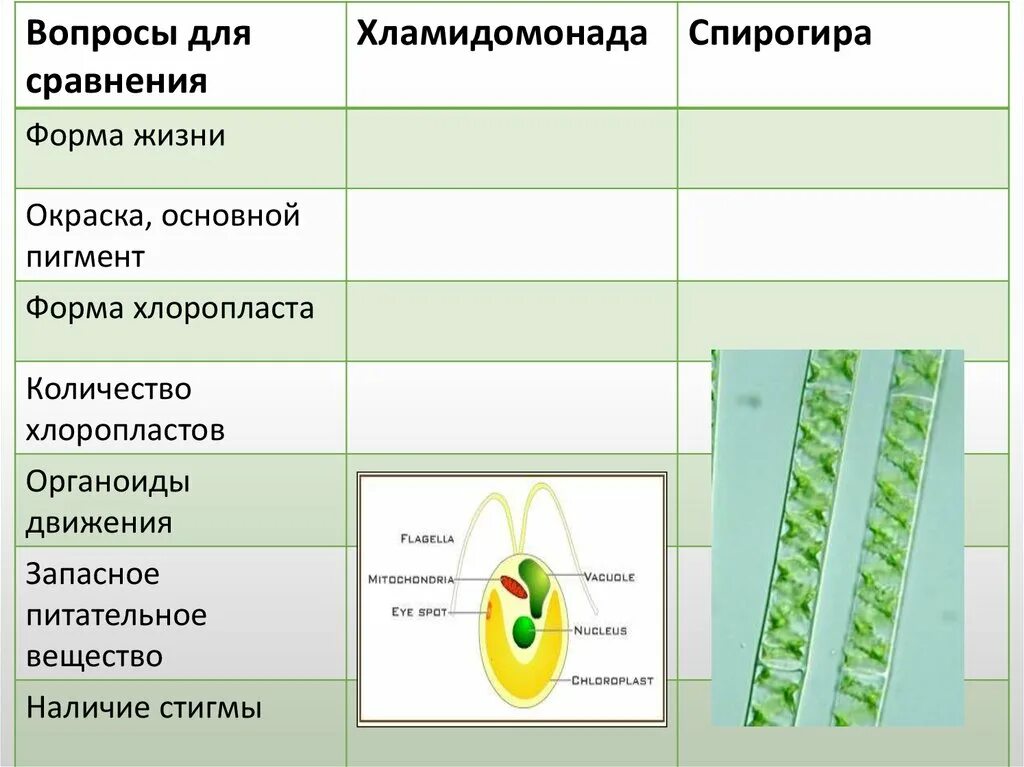 Признаки строения водорослей. Сравнительная характеристика хламидомонады и спирогиры. Строение водорослей 7 класс. Отдел зеленые водоросли систематика. Зелёные одноклеточные водоросли особенности строения.