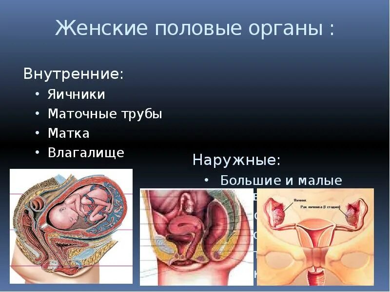 Внутренние женские половые органы. Анатомия женской половой системы. Строение женских.половых органов. Строение полового органа женщины. Наружные органы женской половой системы