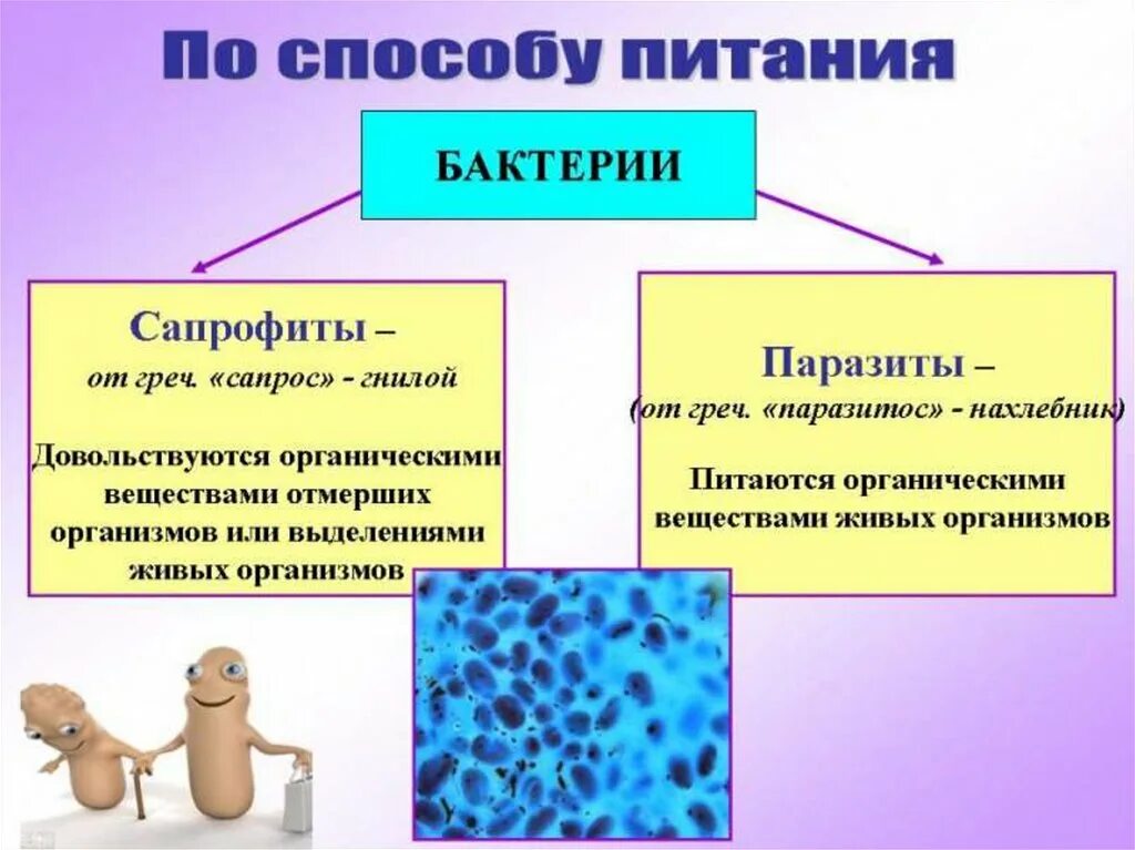 Питание бактерий 6 класс Пасечник. Конспект по биологии 6 класс тема бактерии. Питание бактерий 6 класс биология кратко. Сообщение про бактерии 6 класс биология. Бактерии урок 7 класс