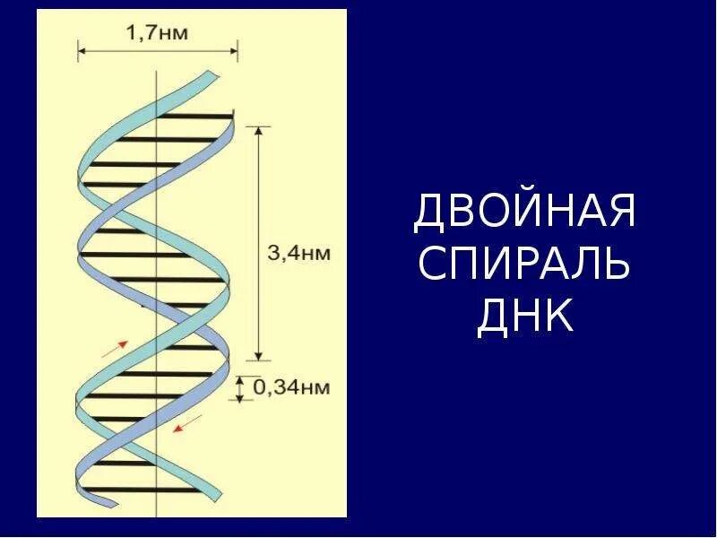 Молекула днк состоит из двух спирально закрученных. Двойная спираль днк строение. структура двойной спирали днк. строение спирали днк. спиральная структура днк.