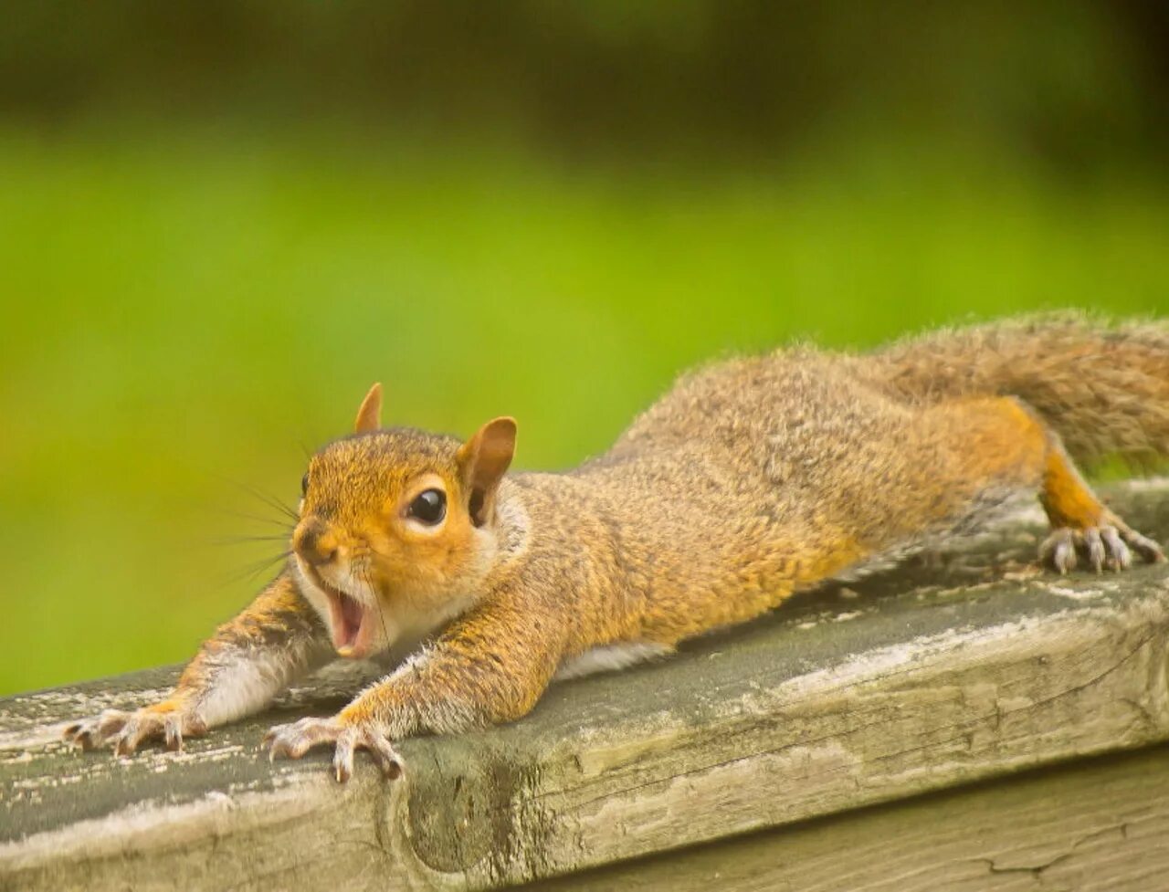Белка с боку. Белка улыбается. Смешная белка. Белка улыбается. Смешные белки.