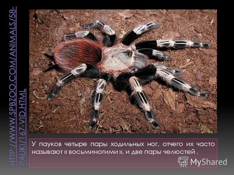 Хелицеры и педипальпы паука. Части тела паукообразных. Тарантул профилактика. Хелицеры и педипальпы паука крестовика. Паукообразные кратко.