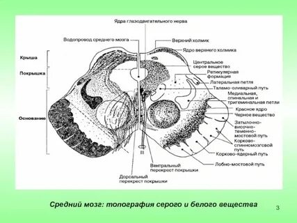 Серое вещество мозга представлено