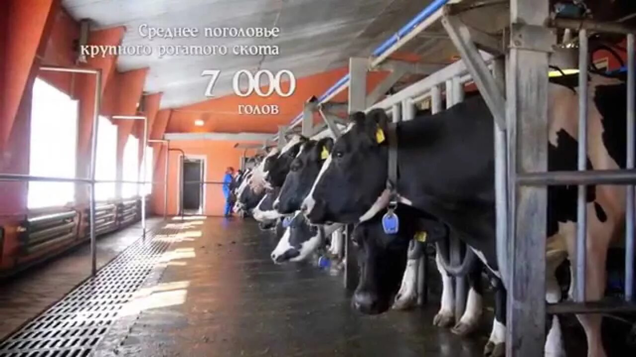 Племзавод ирмень новосибирская. Зао племзавод ирмень. Племзавод ирмень новосибирская. Зао племзавод ирмень. Племзавод ирмень новосибирская.