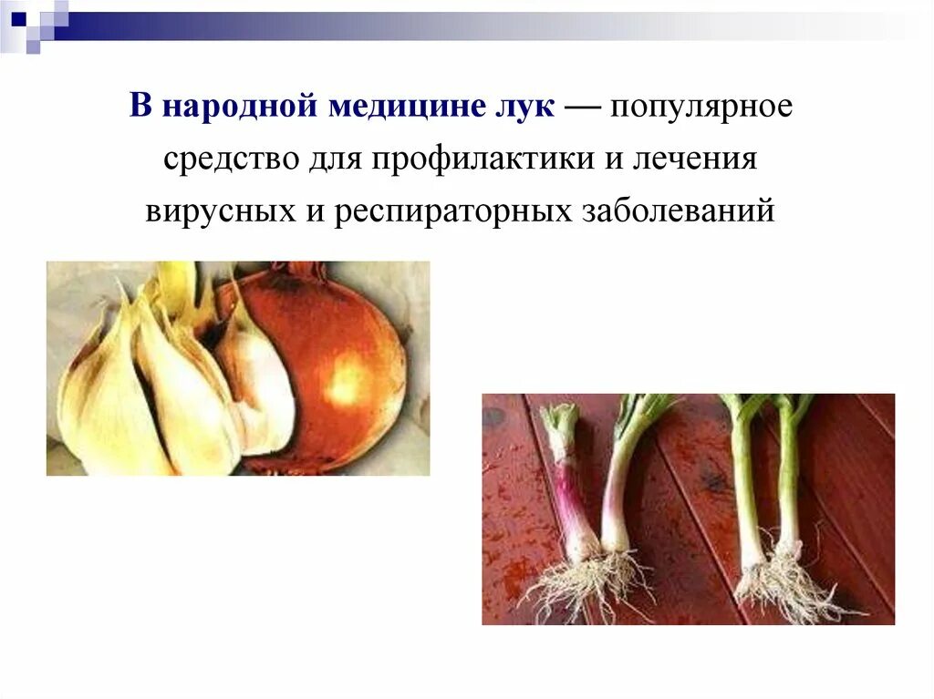Где используется лук. Лук в народной медицине. лук в медицине. лук для презентации.