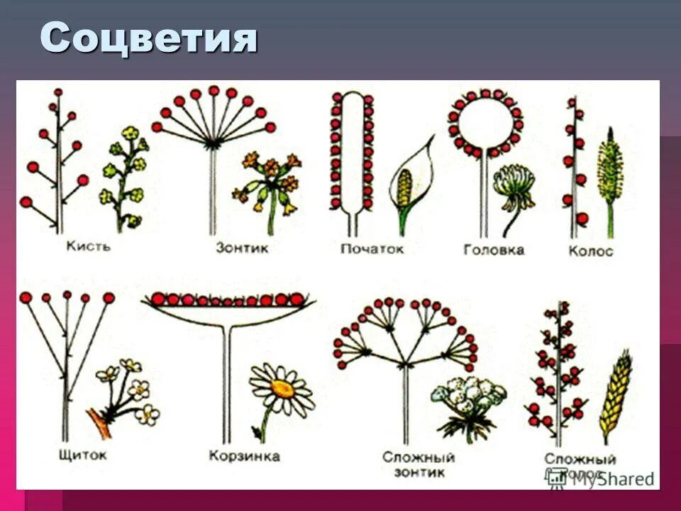 Какое из перечисленных соцветий относится к сложным. Соцветия 5 класс биология. Растения с разными соцветиями. Соцветие кисть. Типы соцветия растений.