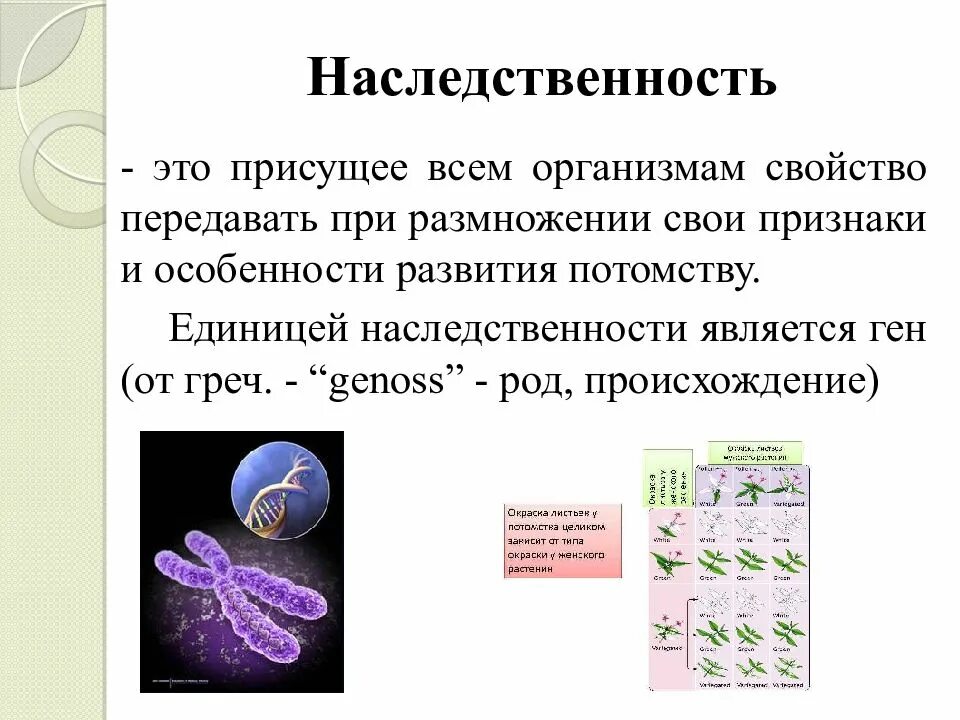 Свойства живых организмов наследственность. Наследственность живых организмов. Наследственность свойство живых организмов. Наследственность у растений. Наследственность презентация.