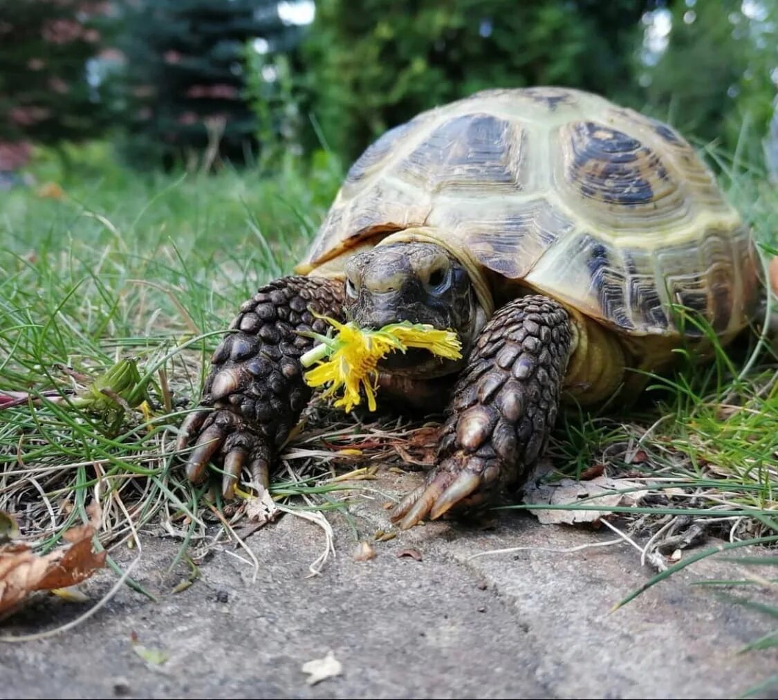 Нету черепах. Красноухая черепаха соль илецк. Нету черепах. Пропала черепашка обаяние. Как найти черепаху дома.