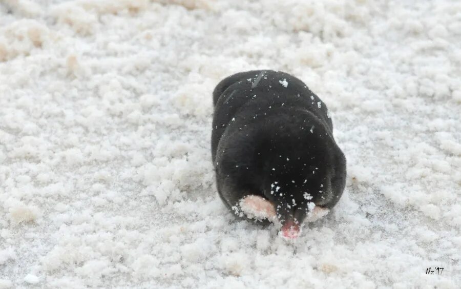 крот зимой. землеройки насекомоядные млекопитающие. крот на снегу. крот зимой. крот зимой.
