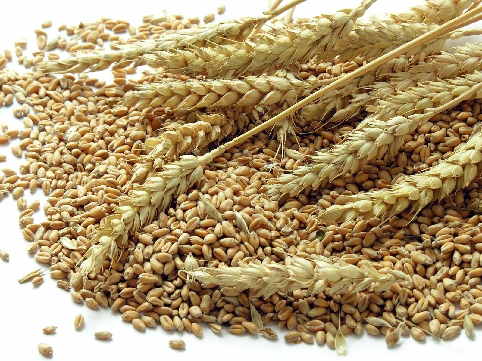 Производство злаковых. Пшеница, ячмень, сафлор, соя.. Пшеница зерно. Зерновые и зернобобовые культуры. Цельная пшеница.