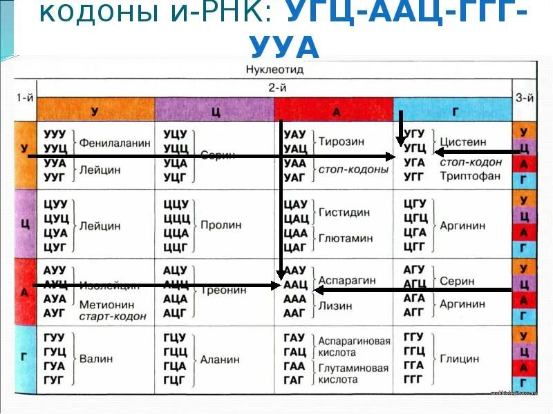 Варианты триплетов