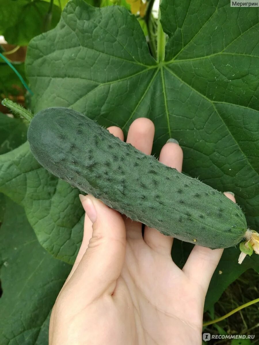 Огурцы сорт гирлянда. Огурец корнишон сибирская гирлянда f1. Огурец корнишон сибирская гирлянда ф1. Огурец сибирская гирлянда f1 (уд). Огурец корнишон сибирская гирлянда f1.