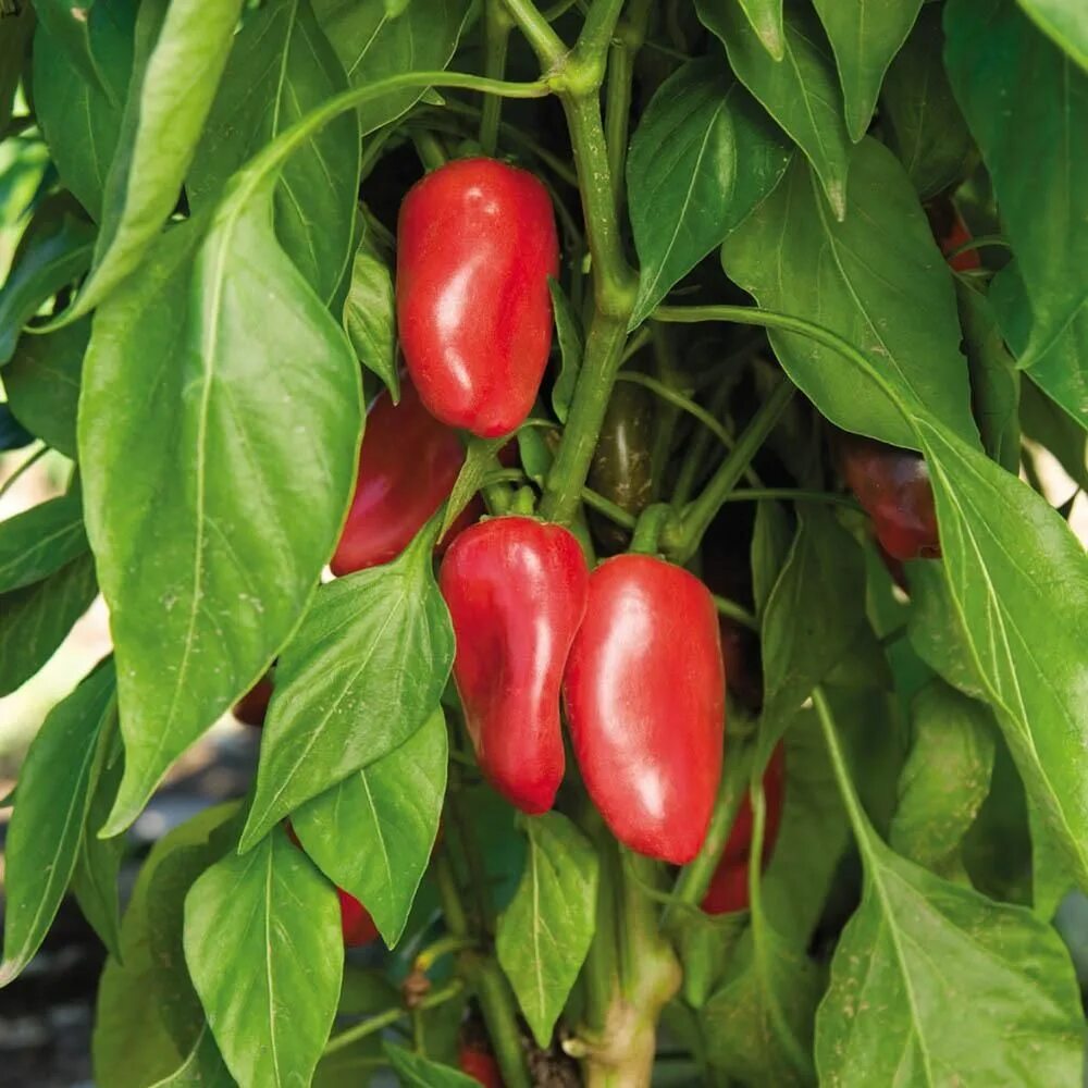 Перец кармен кустарниковый. Чили пади перец. Перец красный чили куст. Острый перец чили растение. Перец capsicum annuum острый?.