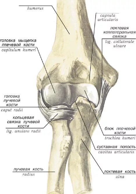 Мыщелок это кость. Локтевой сустав анатомия строение кости. Мыщелок плечевой кости анатомия. Головка мыщелка локтевой кости. Головка мыщелка плечевой кости анатомия.