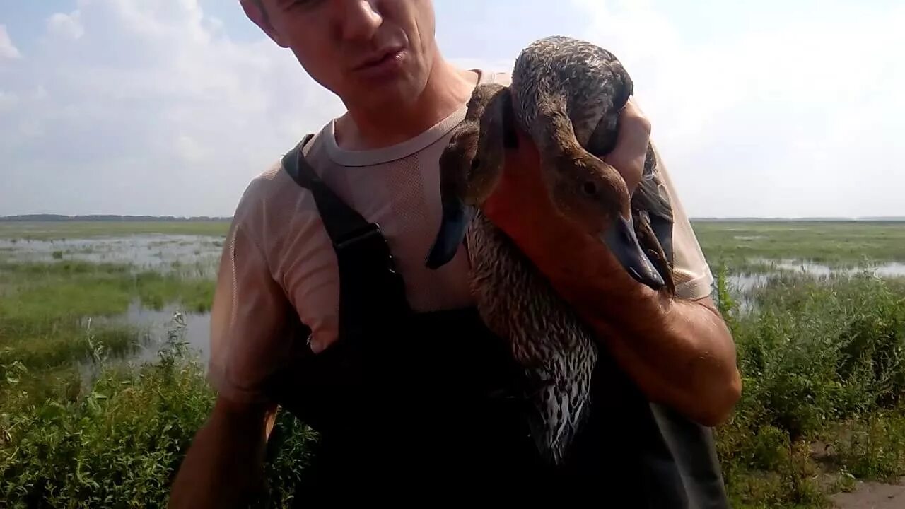 Голос подсадной утки для охоты зовущий селезня