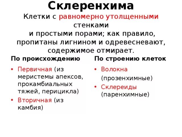 Склеренхима клеточные стенки пропитаны лигнином. Склеренхима клеточные стенки пропитаны лигнином. Механическая ткань колленхима и склеренхима. Механическая ткань колленхима и склеренхима. Механическая ткань склеренхима.