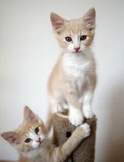 Воспитание котенка