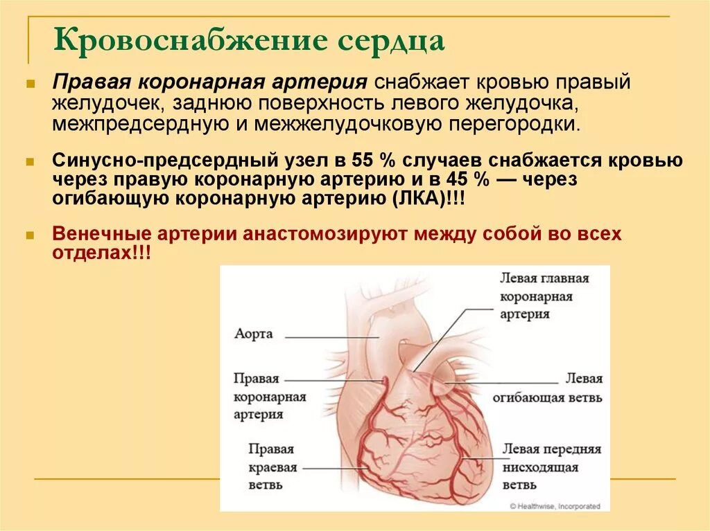 Коронарные артерии кровоснабжают. Рассыпной Тип кровоснабжения сердца у детей. Венечные артерии обеспечивающие кровоснабжение. Типы кровоснабжения сердца анатомия. Кровообращения передней