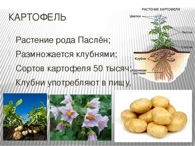 Какие цветки у картофеля. Картофель описание растения. цветки картофеля описание. характеристика растения картошки. картофель как растение.