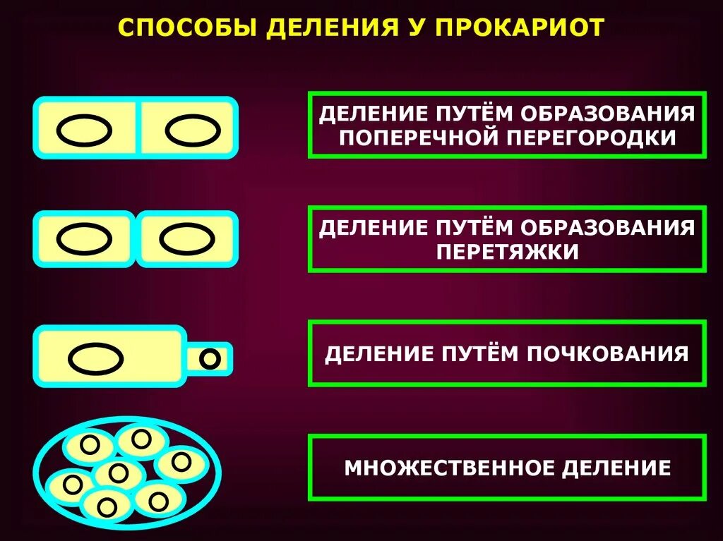 Деление клеток прокариот. Деление путем перетяжки бактерий. Способы размножения прокариот. Способ деления прокариотической клетки.