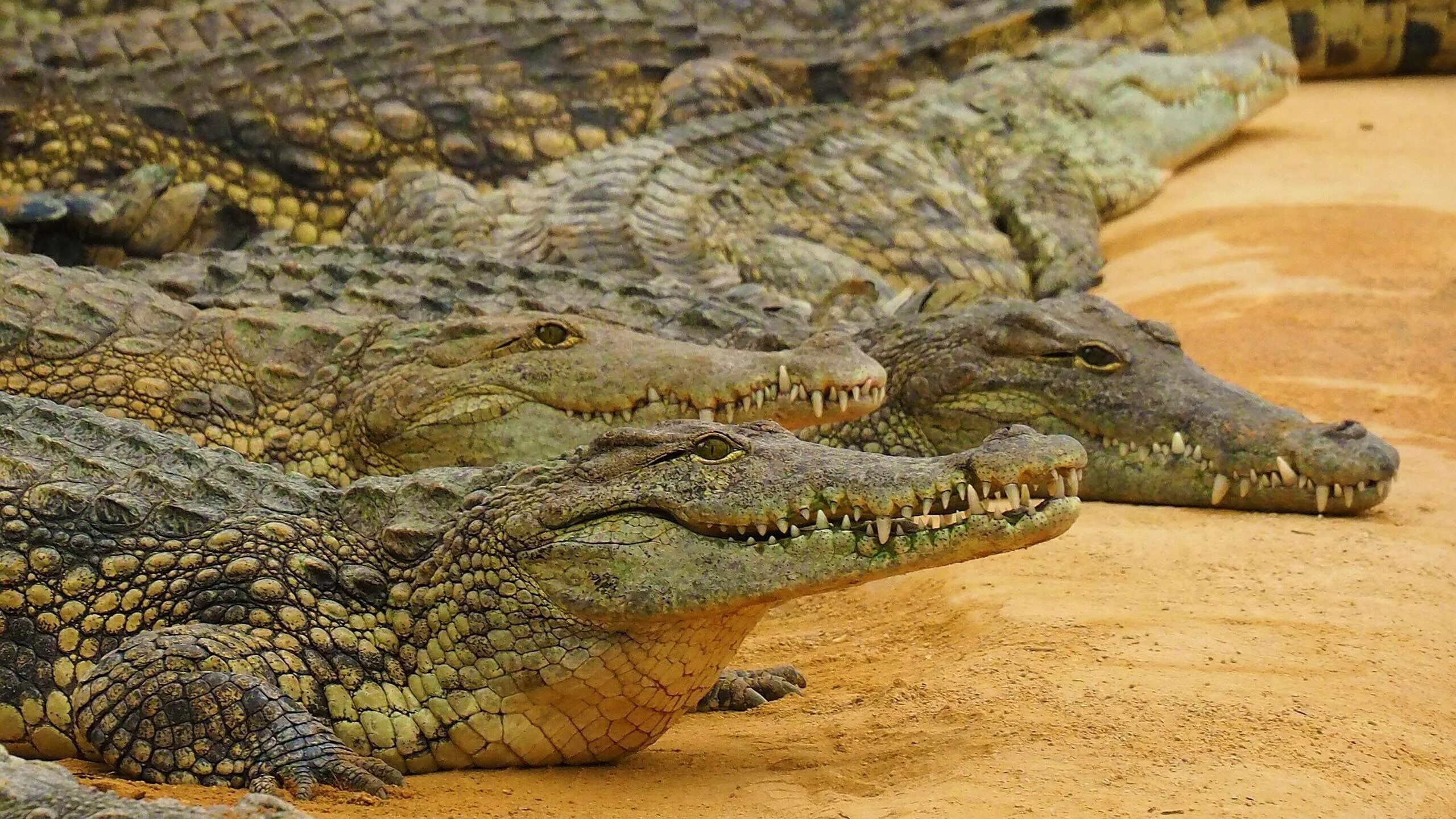 Нильский крокодил. Остров крокодилов Рамри. Нильский крокодил Crocodylus niloticus. Остров Рамри крокодиловая бойня.