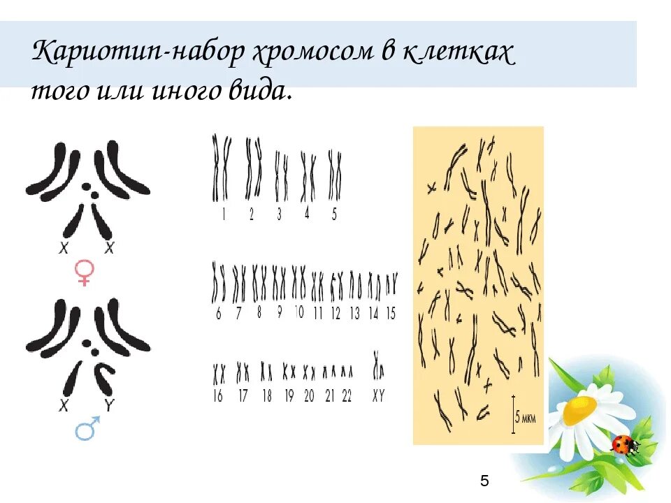 Схема хромосомного набора. Кариотип набор. Кариотип хромосомный набор. Кариотипы животных и растений. Кариотипы разных видов животных.