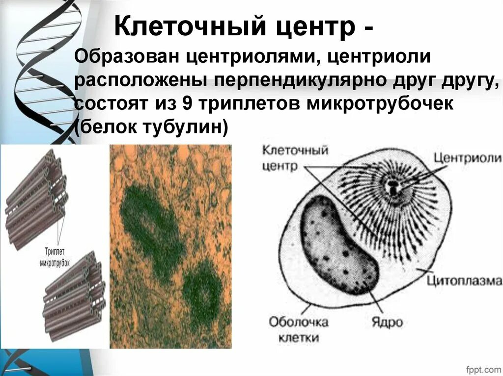 Клетка клеточный центр рисунок. Центриоль и микротрубочки клеточного центра. Клеточный центр образован центриолями. Клеточный центр микротрубочки. Органоиды клетки центриоли.