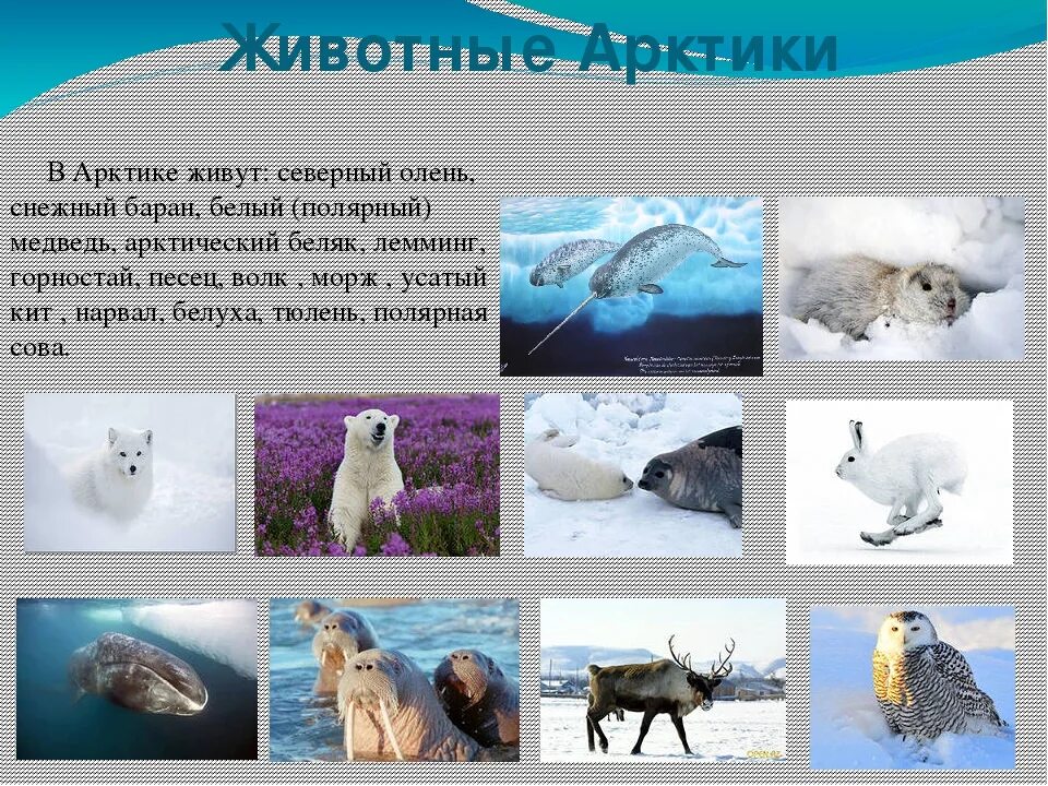 Определите животных арктических пустынь. Животный мир Арктики и Антарктиды. Животный мир Арктики кратко. Северные животные для детей. Животные холодного пояса.