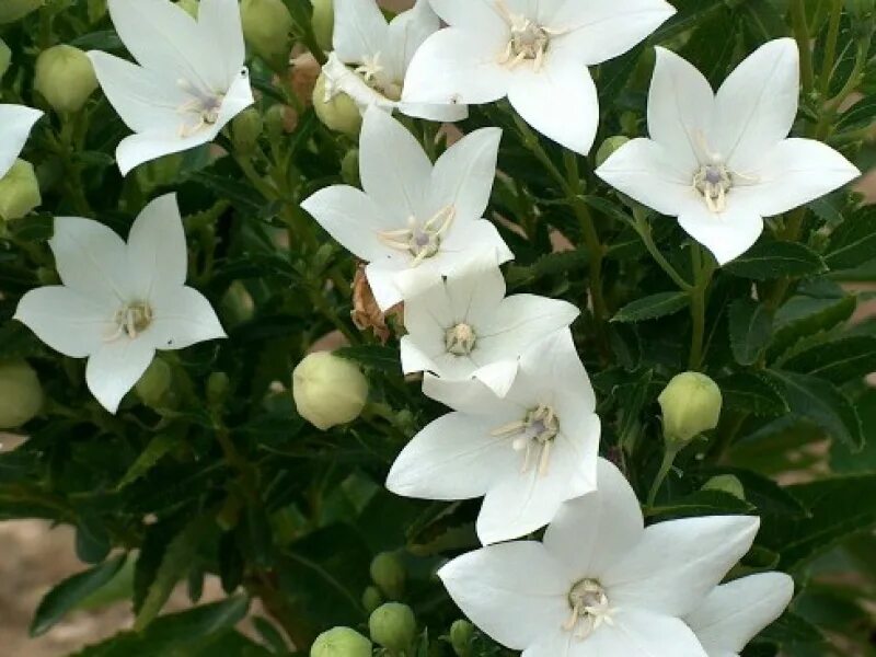 Платикодон вайт. Платикодон astra white. платикодон фуджи вайт. платикодон крупноцветковый фуджи вайт.
