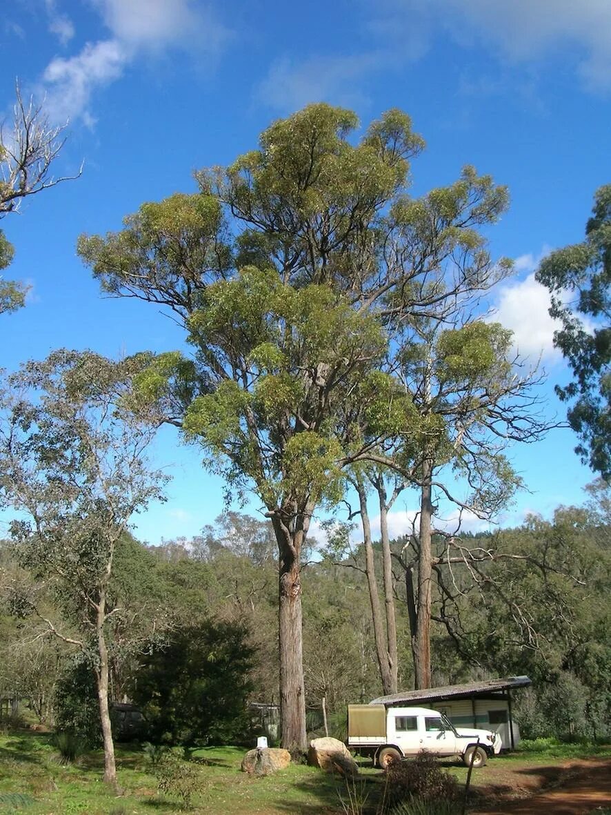 Дюнп. Карри дерево Австралии. Eucalyptus marginata. Eucalyptus marginata Австралия. Джарра растение Австралии.