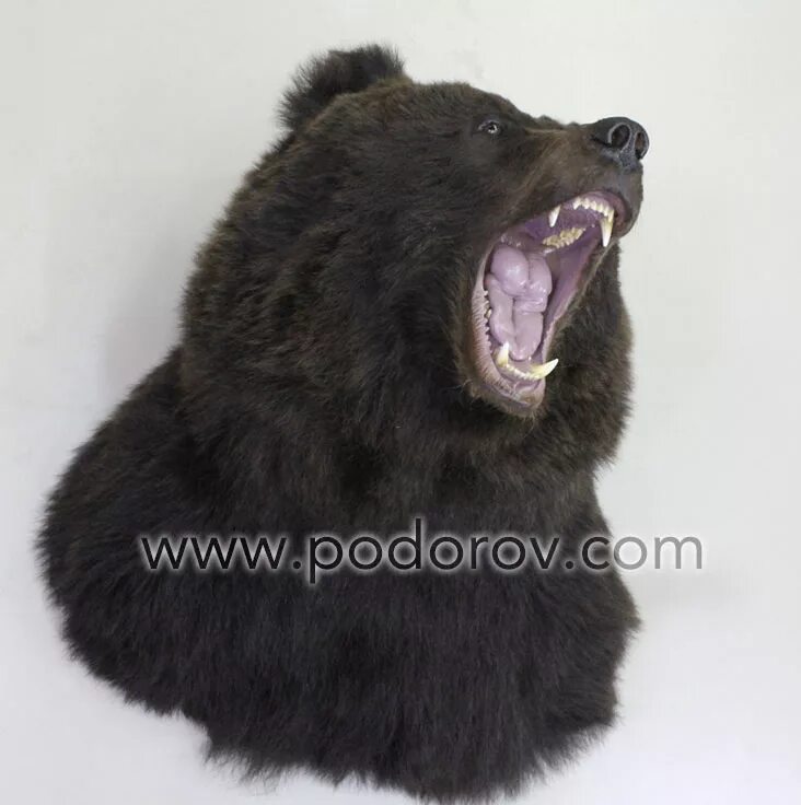 Какая голова у медведя. Чучело медведя. Чучело из медведя. Пасть медведя чучело. Чучело головы медведя.