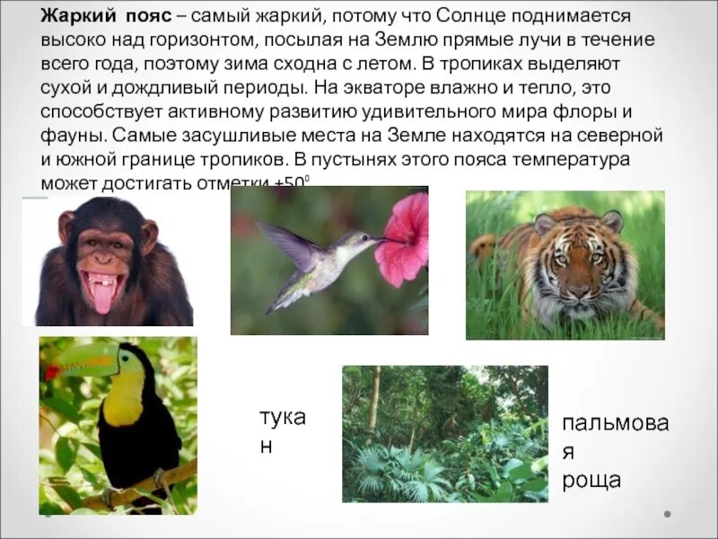 Жаркий тепловой пояс. Тепловые пояса земли 6 класс география. Жаркий пояс. Самый жаркий пояс земли. Холодный тепловой пояс.