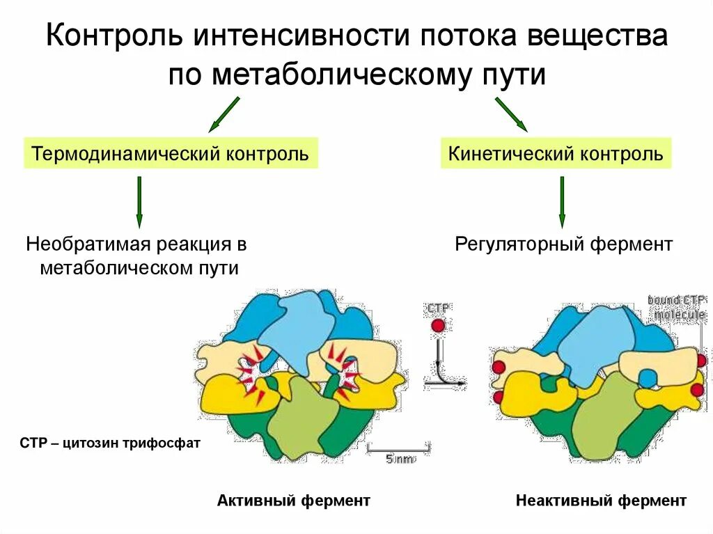 Неактивный фермент. Функции метаболизма. Ключевые (регуляторные) ферменты метаболических путей. Кинетический контроль и термодинамический контроль.