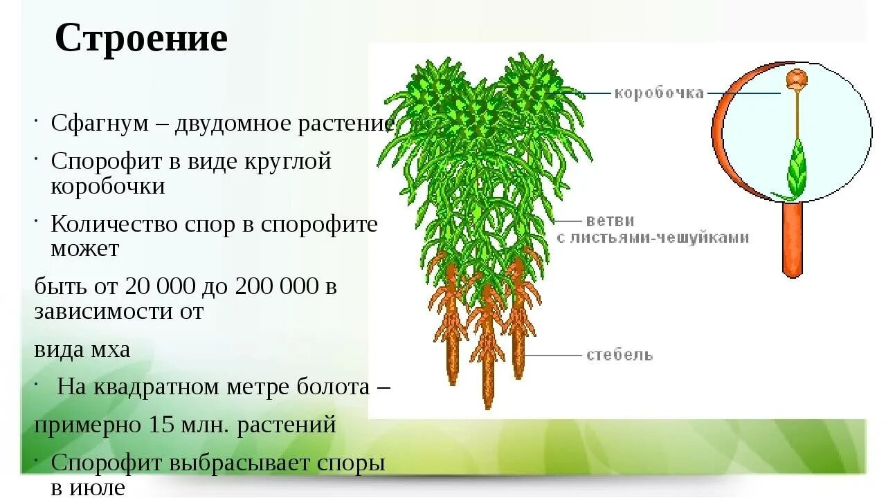 Внешнее строение сфагнума. Торфяной мох сфагнум строение. Строение мха сфагнума схема. Внешнее строение стебель листья сфагнум.