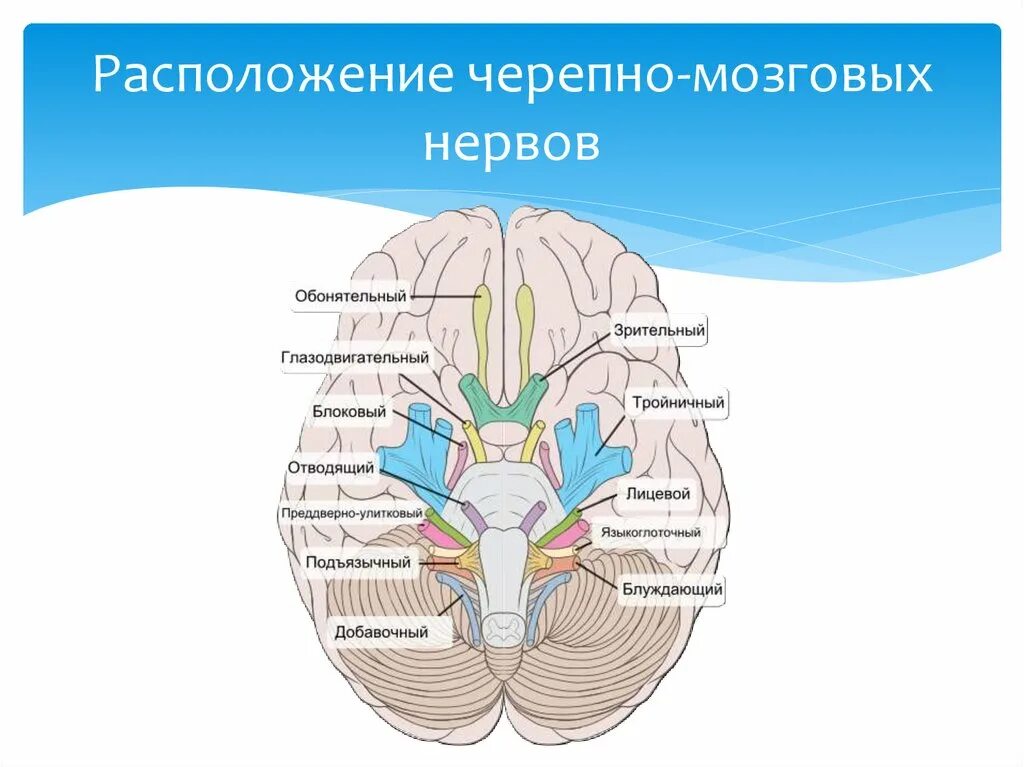 Укажите черепной нерв. Выход 12 пар черепно-мозговых нервов анатомия. 12 Пар черепно мозговых нервов топографическая анатомия. 12 Пар черепных нервов схема. Черепные нервы топографическая анатомия.