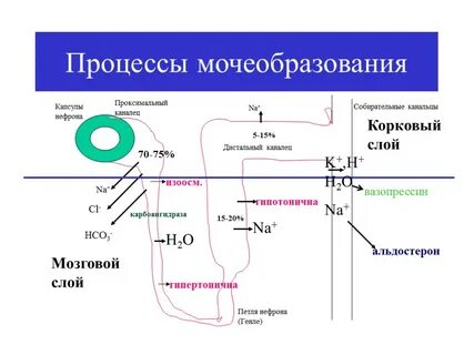 Регуляция мочеобразования