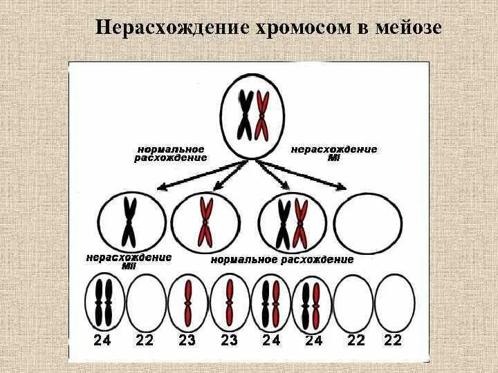 Нерасхождение хромосом в мейозе 1. Нерасхождение хромосом в анафазе 1. Нерасхождение хромосом в анафазе 1 и анафазе 2 мейоза. Нарушение расхождения хромосом в мейозе. Нерасхождение хромосом схема.