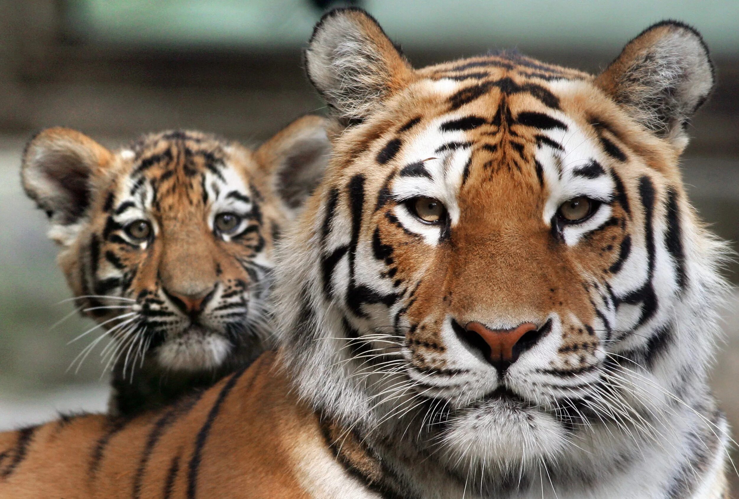 Tigers are the largest