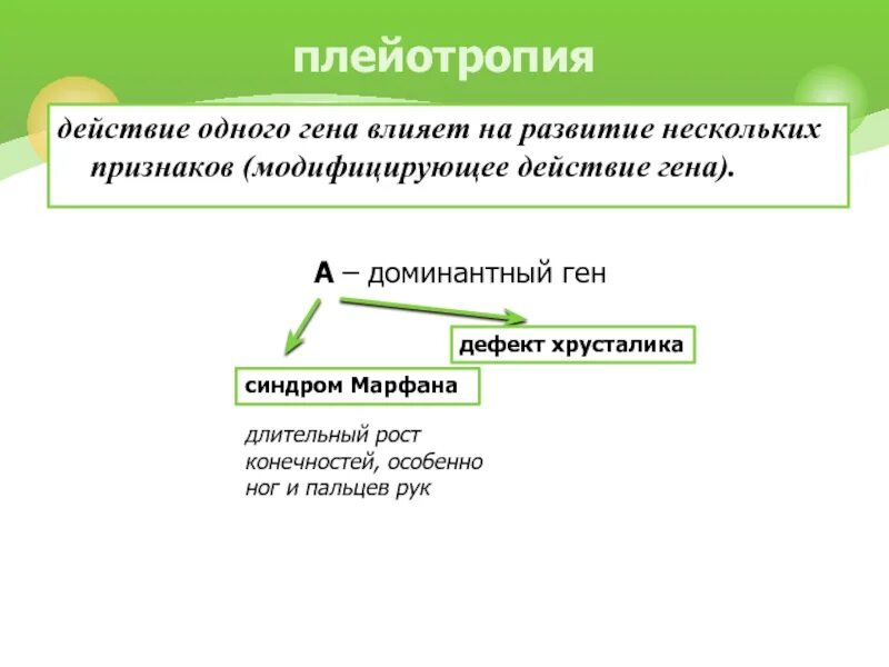 Влияние генов на развитие признаков. Модифицирующее действие гена. модифицирующее действие генов пример. плейотропия это взаимодействие. вторичная плейотропия пример.
