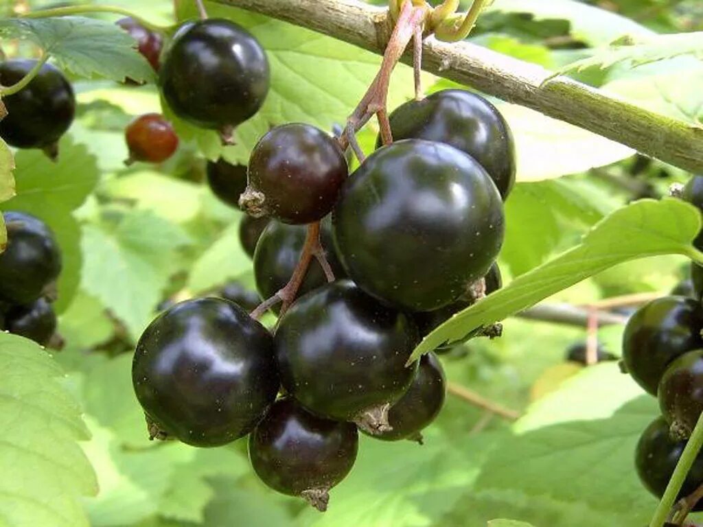 Ранние сорта смородины