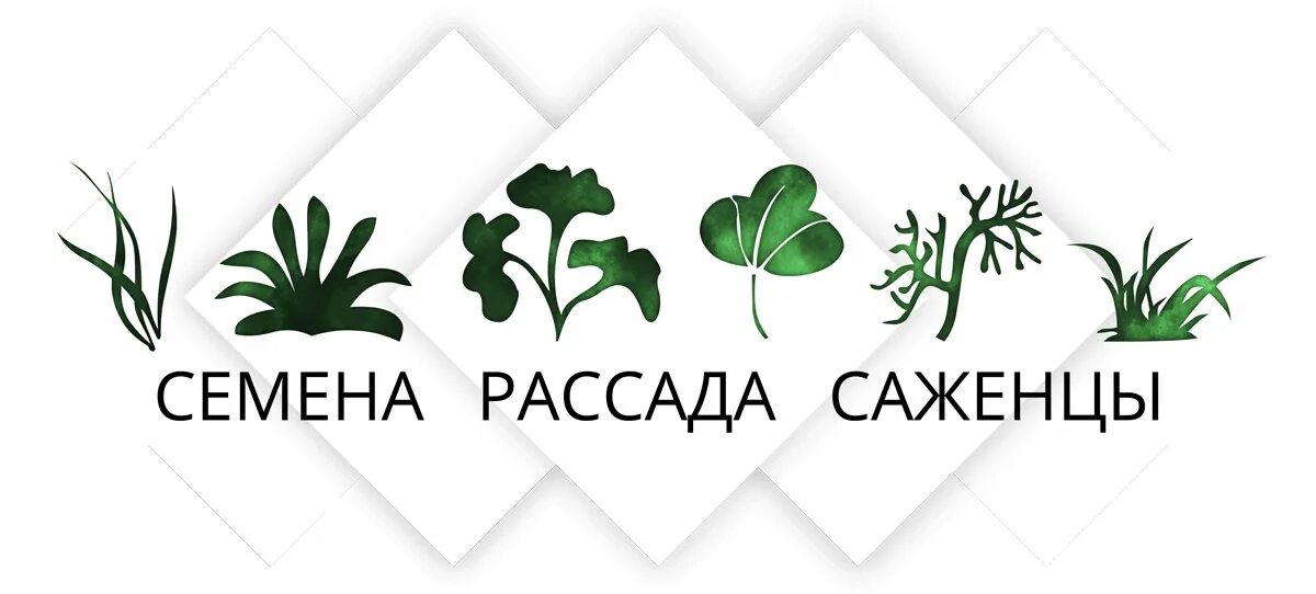 Рассада баннер. Логотип рассада. Рассада саженцы. Логотип растения.