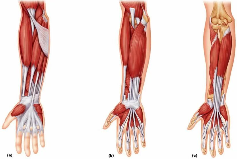 Связки на руке. Мышцы сгибатели предплечья. Мышцы предплечья анатомия передняя группа. Группа сгибателей предплечья анатомия. Анатомия сухожилий сгибателей на предплечье.