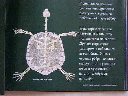 Ребра черепахи