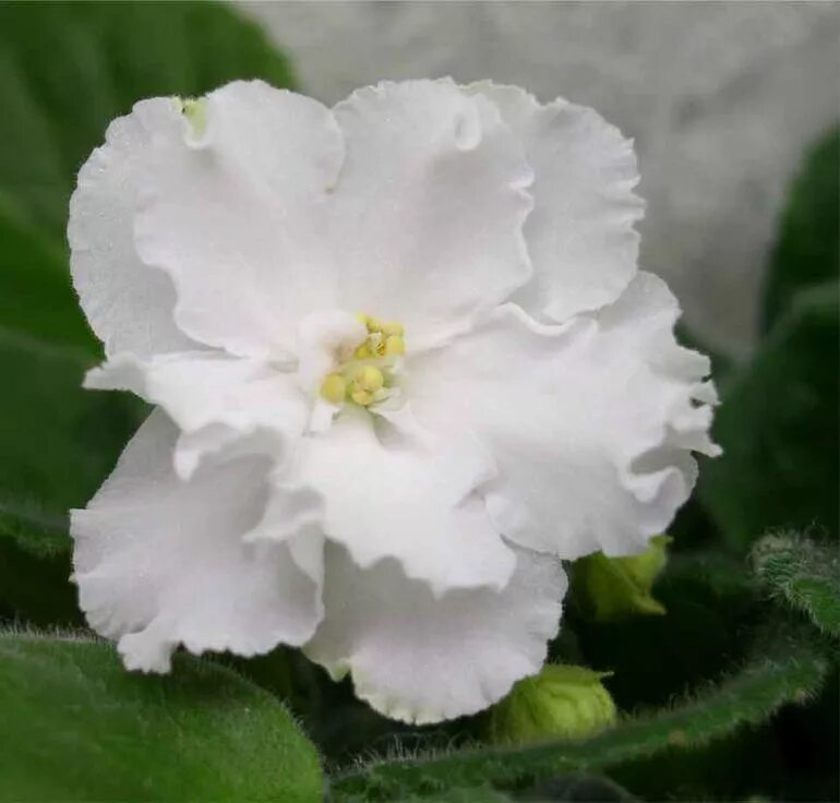 Узамбарская фиалка белая. Фиалка фисташковый пломбир. Сенполия белая махровая. Фиалка белая махровая. Белая фиалка джилиан.