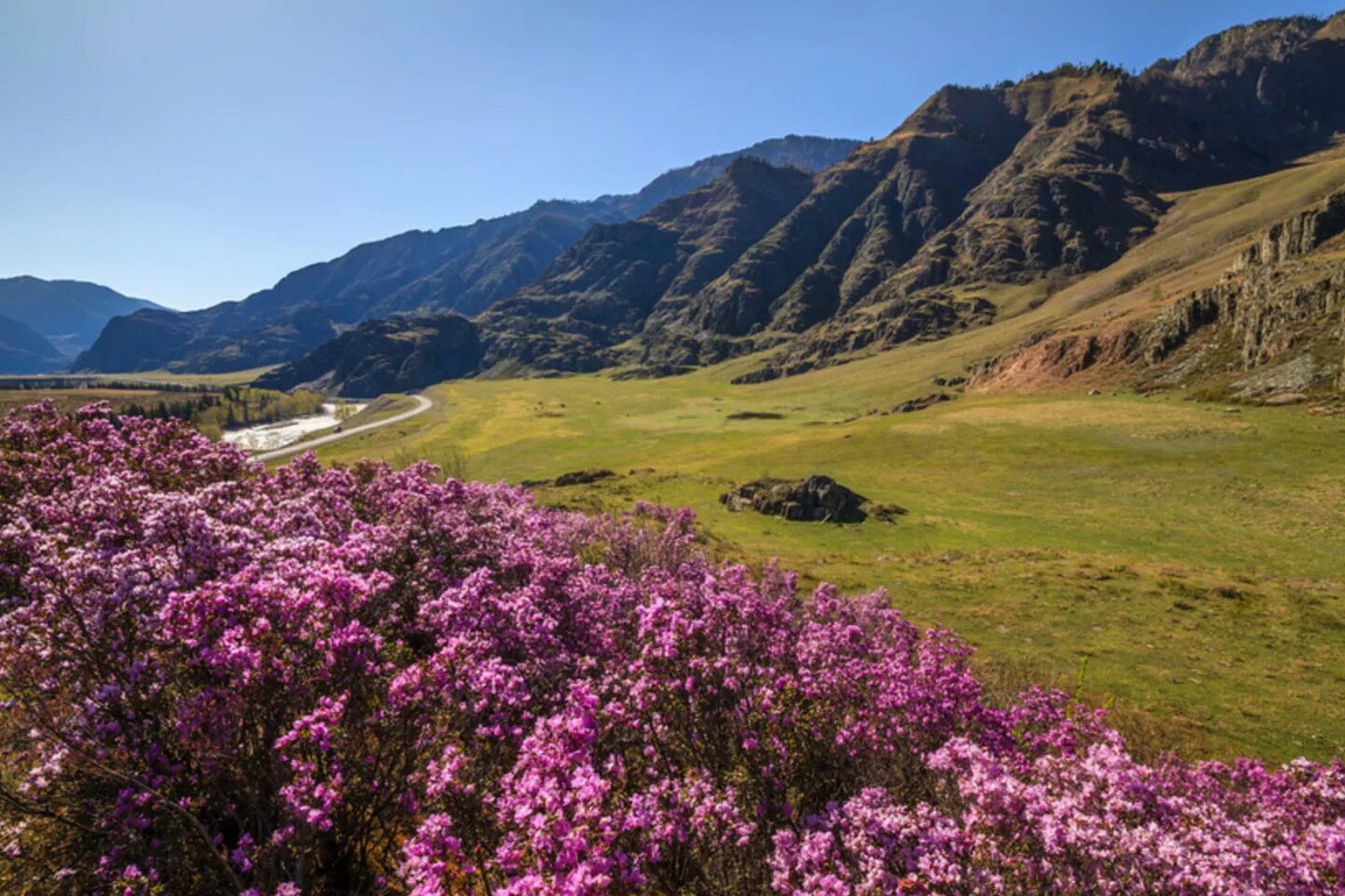 Цветение маральника на алтае. Рододендрон маральник. Маральник горный алтай рододендрон. Багульник и маральник. Маральник горный алтай рододендрон.