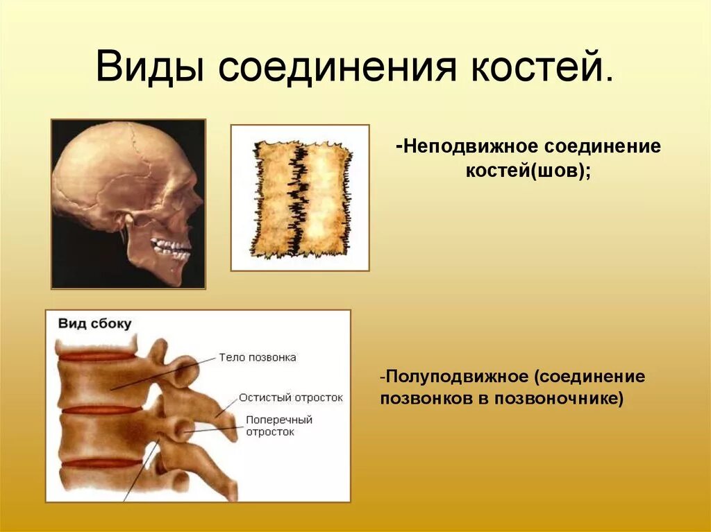 Типы соединения костей полуподвижные. Полуподвижное соединение костей. Типы соединения костей неподвижное и полуподвижное. Тип соединения полуподвижное. Неподвижное соединение костей.