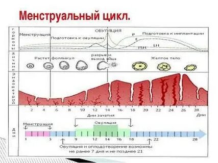 Ранняя овуляция форум