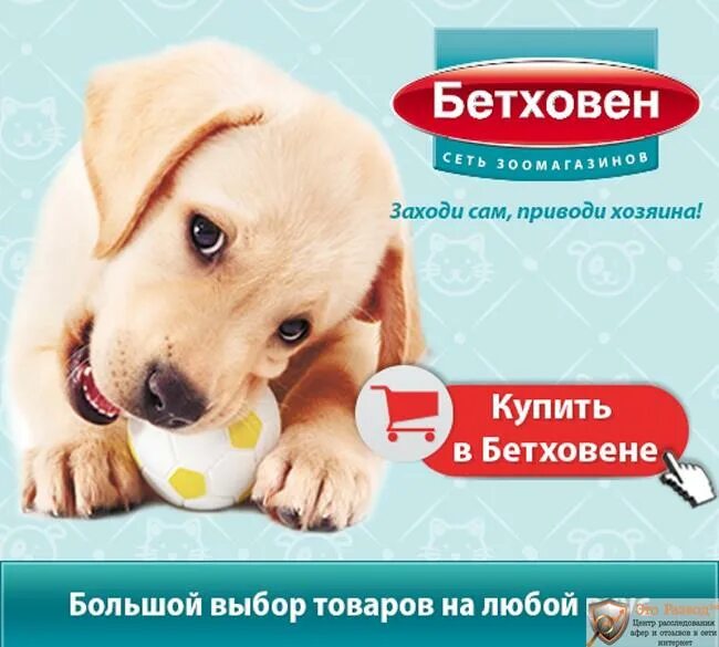 бетховен магазин для животных. бетховен нижневартовск зоомагазин. бетховен зоомагазин интернет магазин москва. бетховен магазин для животных. бетховен зоомагазин интернет магазин москва.