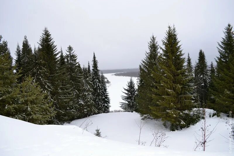 Многоствольная ель Усть-Куломский район. Этнокультурный парк Ыб Республика Коми. Многоствольная ель в Республике Коми. Финно-угорский этнопарк Республика Коми.