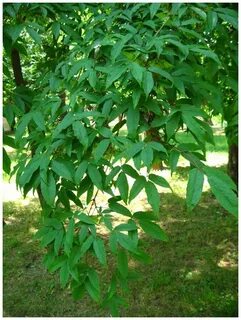 Too tree